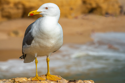 Lesser black-backed gull closeuo (Larus fuscus) in the stunning rock formations of Praia Marina beach, Algarve, Portugal