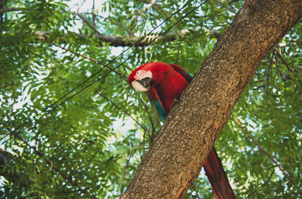 istock The pantanal jungle in Brazil 2010193659