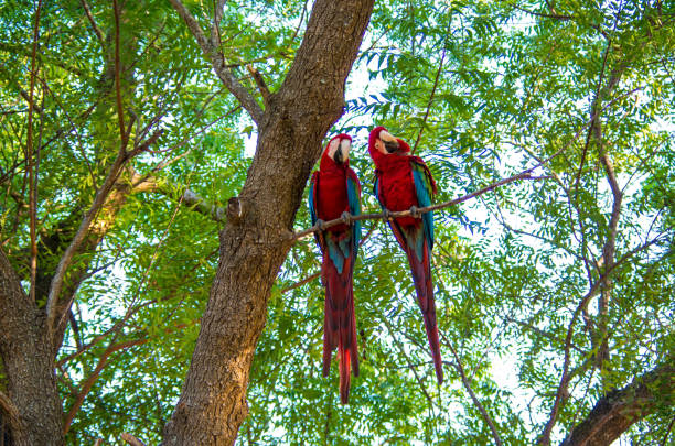 The pantanal jungle in Brazil