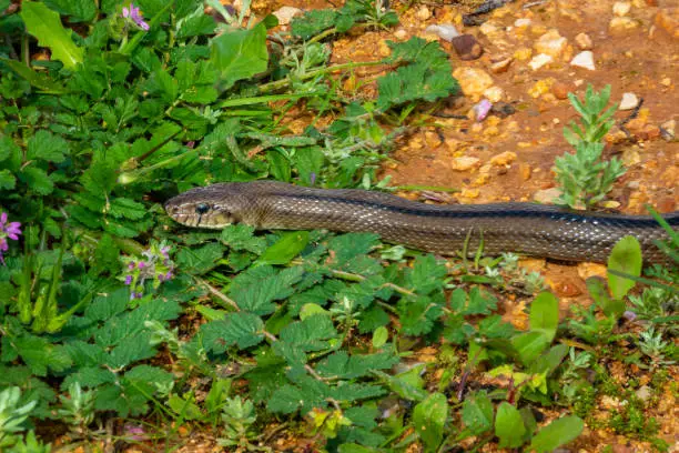 Photo of Grass snakes are commonly found in the fields of inland Algarve, Portugal