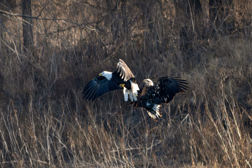 Two eagles in air close together. American bald eagle