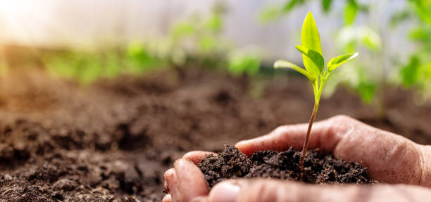 istock Human's hands seedling a plant sprout in the black soil. 2010214417