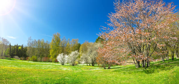 Blossoming cherry trees in spring garden under blue sky.