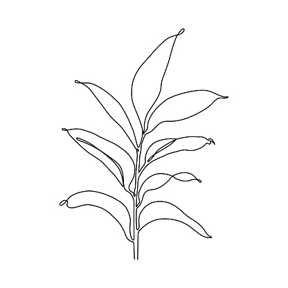 A single, continuous line drawing of a ruscus eucalyptus leaf. Editable stroke for easy editing.