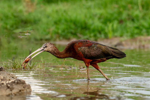 ibis brilhante com captura - glossy ibis - fotografias e filmes do acervo