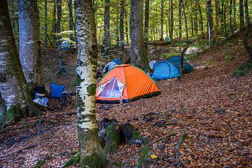 Camping tents among beech trees in Yedigöller in autumn