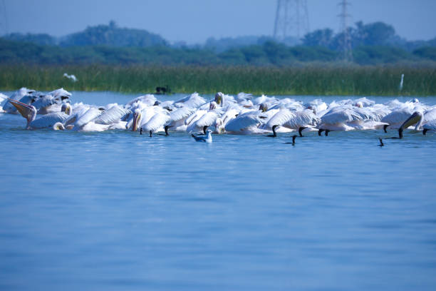 A flock of white pelicans in the serene blue water