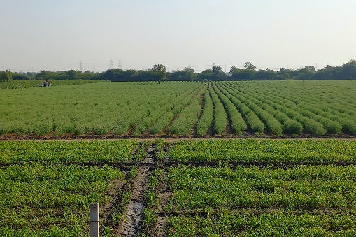 Agricultural, Sanand to Viramgam Road, Gujarat