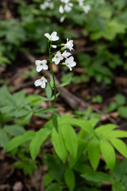 Cardamine plant Blooming wild Cardamine plant in the Caucasus forest cardamine bulbifera photos stock pictures, royalty-free photos & images