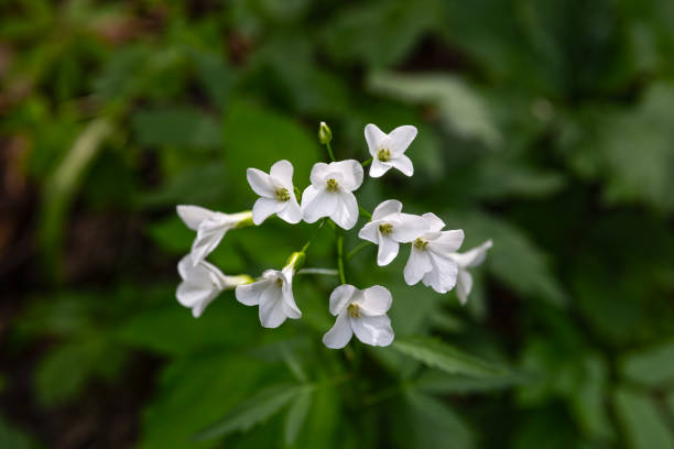 Flowers of Cardamine White flowers of Cardamine plant close up cardamine bulbifera photos stock pictures, royalty-free photos & images