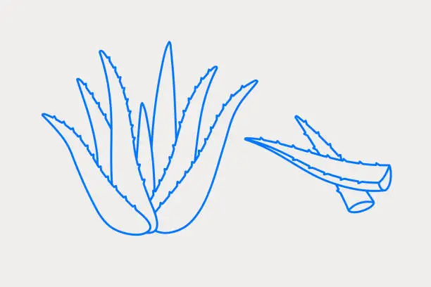 Vector illustration of Aloe vera. Line art, retro.