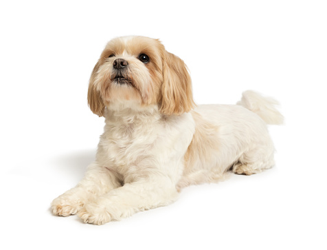 Cute small dog lying studio shot on white background. Shih tzu and maltese mix. This file is cleaned and retouched.