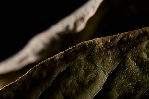 dry avocado plant, still life macro macro