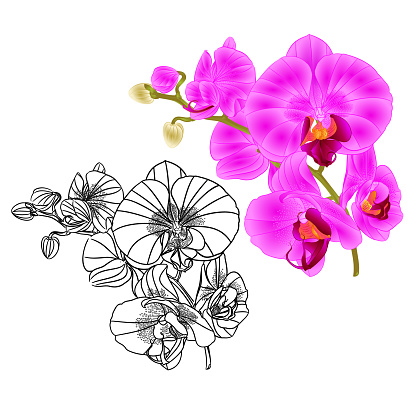 Orchid Phalaenopsis  lila and outline  set three flower  on a white background vintage vector editable illustration hand draw