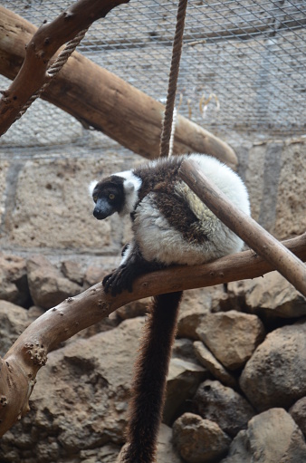 black and white ruffed lemur in a zoo at Tenerife, Canary Islands, Spain.