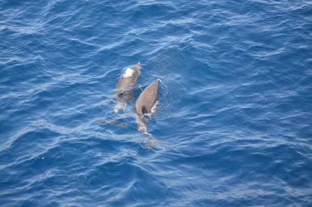 istock Wild delphins near Tenerife swimming 2010345461