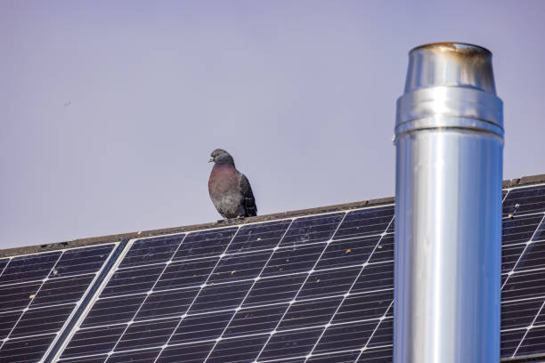 istock A pigeon on a roof with solar panels soiled by droppings and a chimney 2010349748