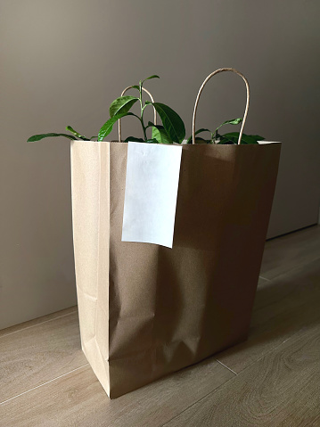 Eco friendly paper bag with empty white receipt on wooden floor with plant inside. Mockup with copy space for logo or receipt. Food or flowers delivery. Grocery bag.