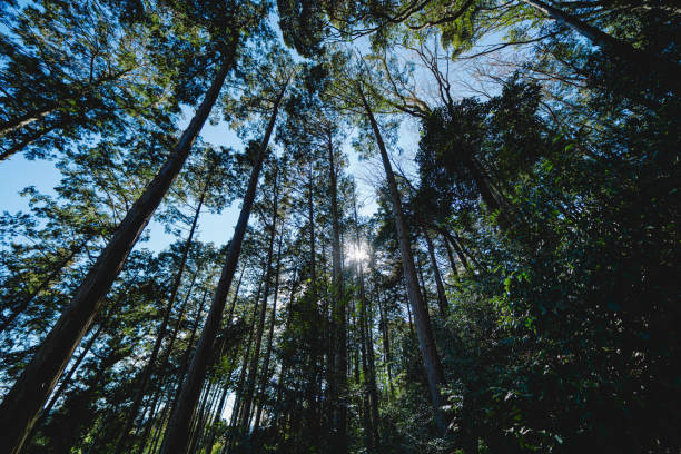 istock Beautiful forest and sky in Saitama 2010356382