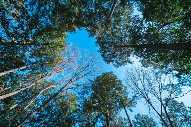 Beautiful forest and sky in Saitama