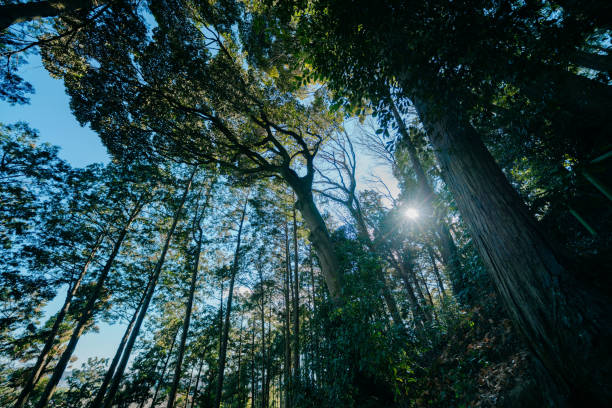 istock Beautiful forest and sky in Saitama 2010357519