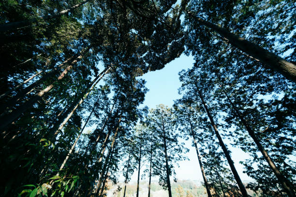 Beautiful forest and sky in Saitama