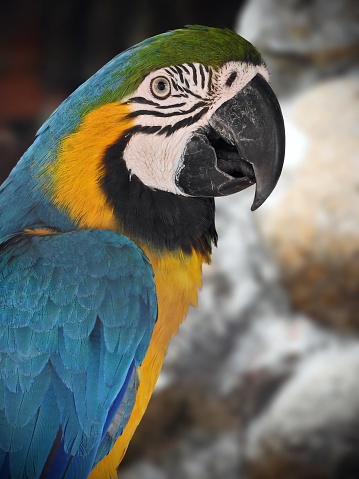 A close-up shot of a Blue-and-Yellow Macaw  (ara ararauna), also known as the blue-and-gold macaw, which is as species of bird native from South America.