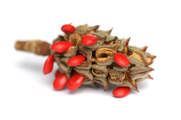 Magnolia fruits cone with red seeds on white background