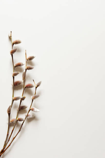 istock Spring pussy willow branches on a pastel light background. Concept of springtime, copy space. Vertical photo 2010382935