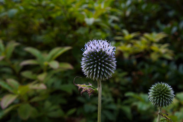 purple Echinops blossom