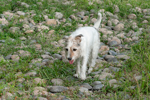 White Jack Russell terrier dog walking on a stony path and panting with tongue out. Looking tired. She is alone on her walk.