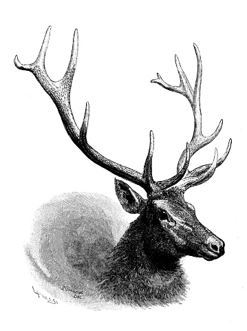 Sport and pastimes in 1889: Head of American Elk