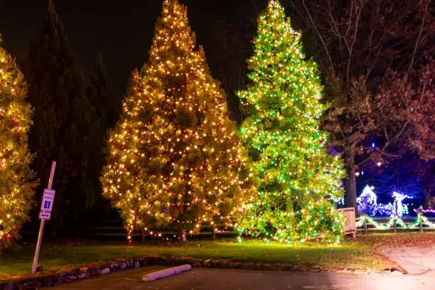 Colorful Outdoor Christmas Trees Illuminated With Multicolored Lights Next To A Handicapped Parking Sign, Providing A Festive Atmosphere At Night.