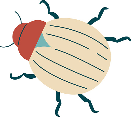 Potato Beetle Insect Vector Illustration