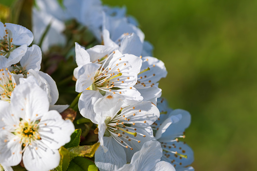 Close-up of white cherry blossoms near Frauenstein - Germany in the Rheingau