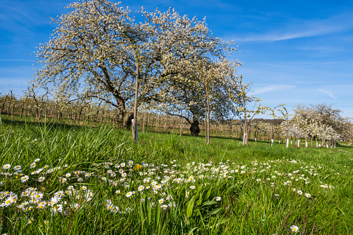 Blooming cherry trees under a white-blue sky in Frauenstein - Germany in the Rheingau