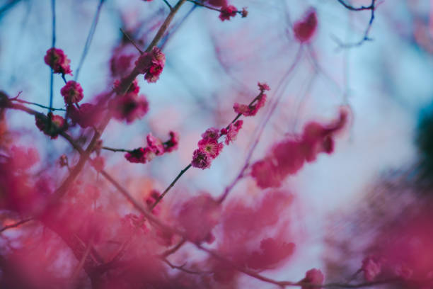 istock Beautiful plum blossoms blooming at night 2010421921