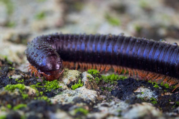 Giant African centipede (Archispirostreptus gigas). La Digue Island rainforest. Seychelles. Africa Animal, Animal Themes, Animal Wildlife, Animals In The Wild giant african millipede stock pictures, royalty-free photos & images