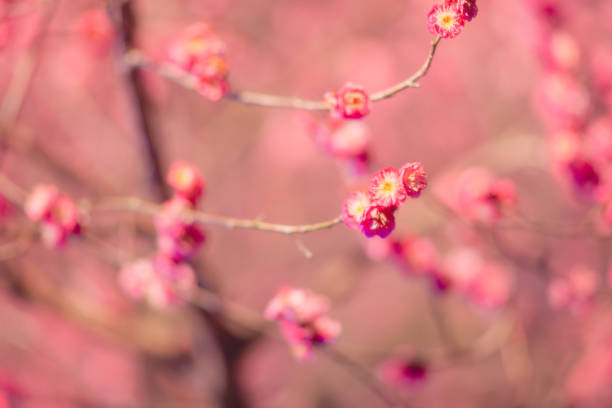 Beautiful plum blossoms blooming at night