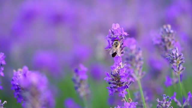 Honey bee on lavender flowers field. Natural background, slow motion.