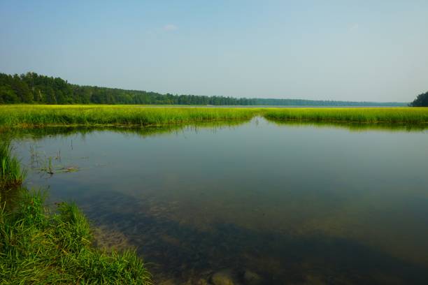 istock Itasca State Park Minnesota Mississippi RIver Headwaters 2010427883