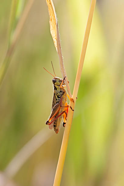 istock Grasshopper Clims a Blade of Grass 2010437431