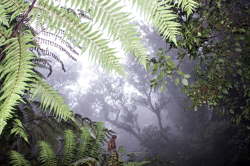 Green fern leaves with the mysterious Afromontane rainforest of Magoebaskloof, shrouded in mist in the background.