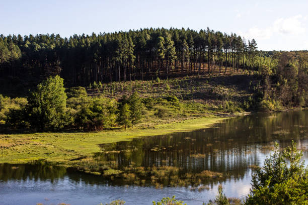 Reflection of a pine plantation in Dap Naude Dam, a small fishing dam on a clear sunny day in Magoebaskloof, South Africa.