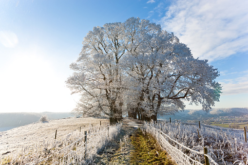 Snow covered tree on Downham Hill, Uley, Gloucestershire, UK