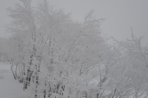 Fresh snow-covered leafless trees.