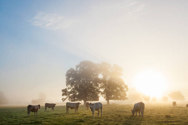 istock Cows in field, sunrise, Usk Valley, South Wales, UK 2010455292