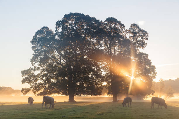 cows in field, sunrise, usk valley, south wales, uk - river usk imagens e fotografias de stock