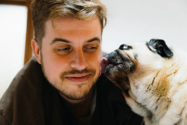 istock Cute Pug Licking Man Indoors 2010458991