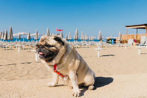 Beautiful pug sitting at the beach during morning time with background view of sun umbrellas and crystal blue Ionian sea in Lecce province, South Italy